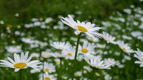 681开奖前后出现的惊人规律大揭秘