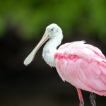 澳门正规赌注产业链合规经营与风险控制策略 mqlv3zj